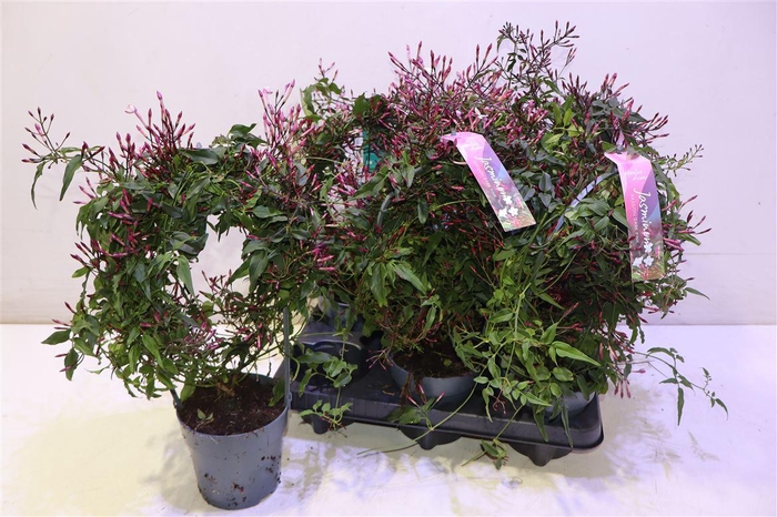 <h4>Jasm Polyanthum Rz</h4>