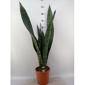 Sansevieria trifa.   ...