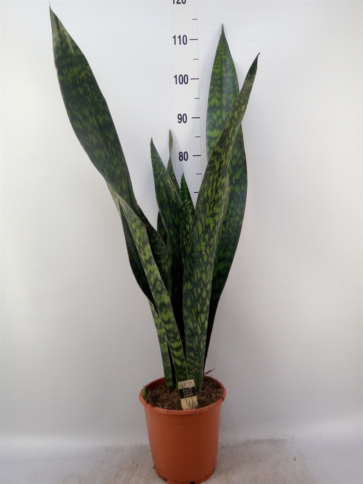 <h4>Sansevieria trifa.   ...</h4>