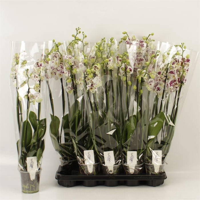 <h4>PHAL AN MARRAKESH</h4>