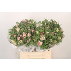 Anemone Mistral Malva Edge