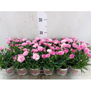 Dianthus  'I Love U'