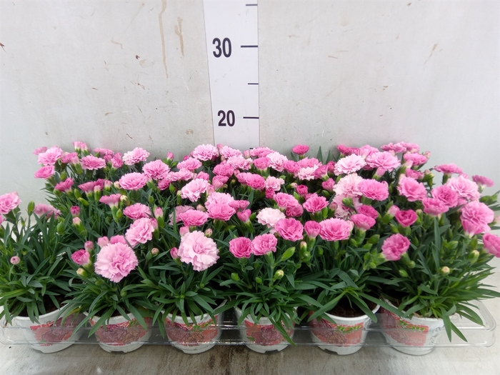 <h4>Dianthus  'I Love U'</h4>