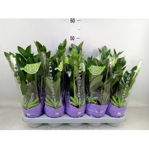 Zamioculcas zamiifolia