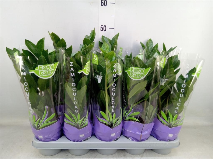 <h4>Zamioculcas zamiifolia</h4>