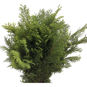 FOLHAGEM TUIA AUREA