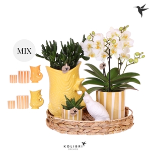 Kolibri Gift Set Mediterranean Sunset yellow orange mix
