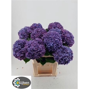 Hydr M Ch Rodeo Pa 80 Cm