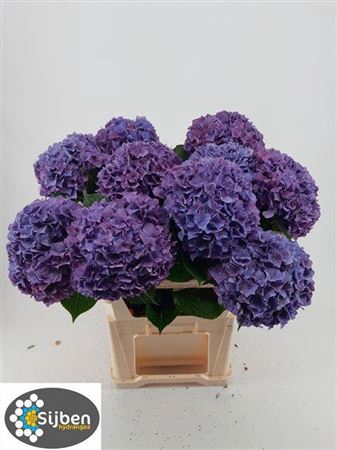 <h4>Hydr M Ch Rodeo Pa 80 Cm</h4>