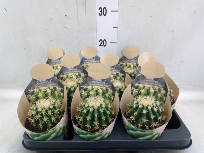 <h4>Echinocactus grusonii</h4>