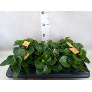 Peperomia obt. 'Red Canyon'