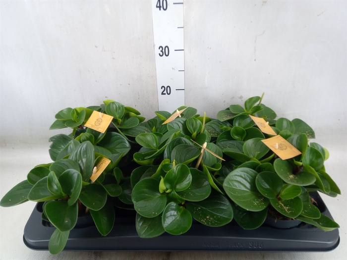 <h4>Peperomia obt. 'Red Canyon'</h4>