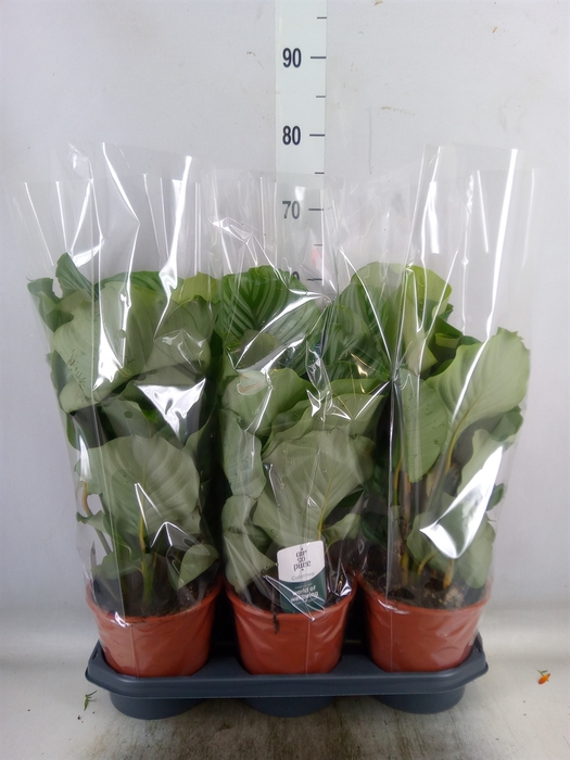 <h4>Calathea orbifolia</h4>