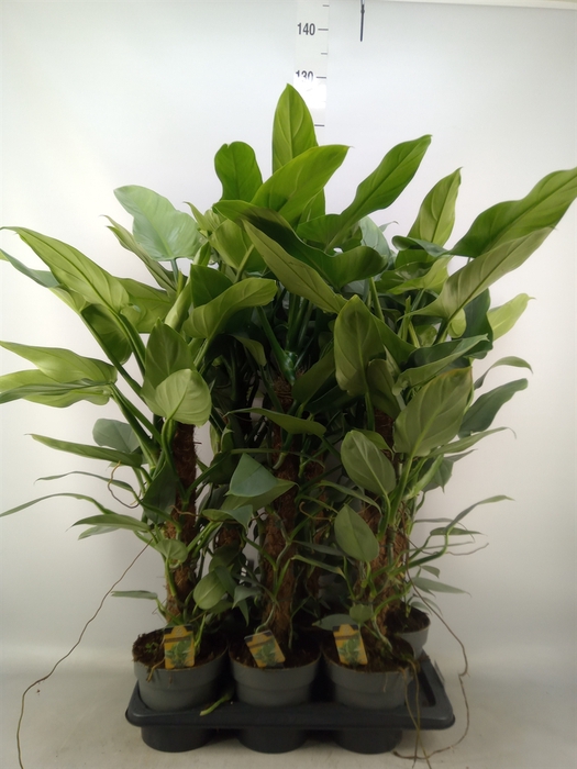 <h4>Philodendron  'Silver Queen'</h4>