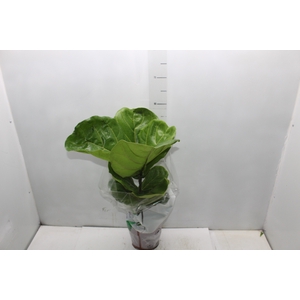 FICUS LYRATA P17