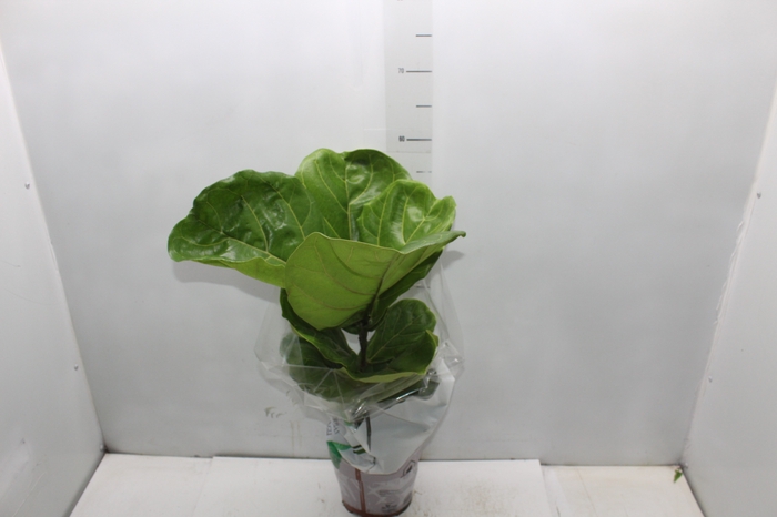<h4>FICUS LYRATA P17</h4>