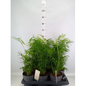Chamaedorea elegans