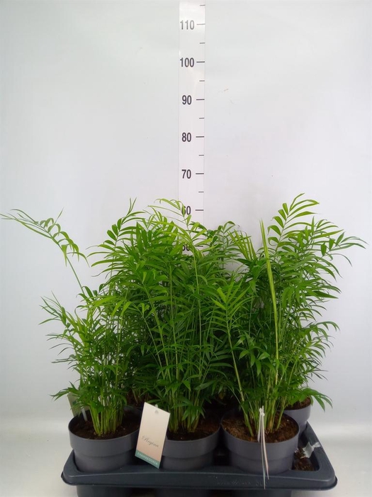 <h4>Chamaedorea elegans</h4>
