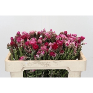 Kaaps Groen Phaenocoma Natural