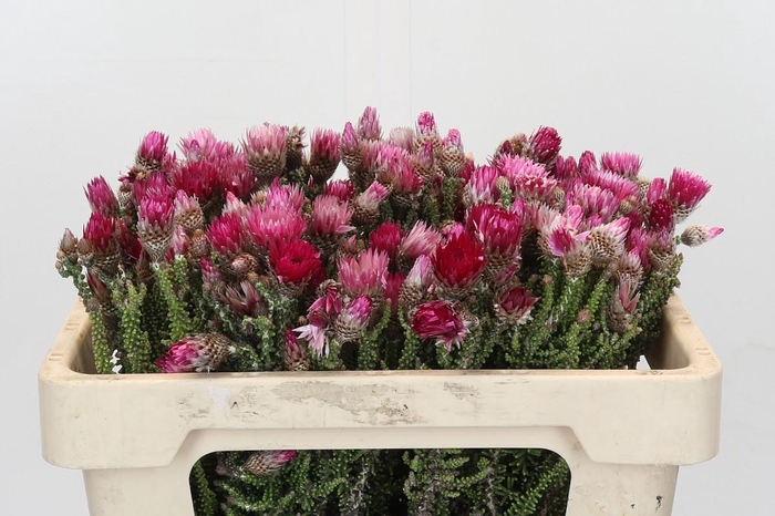 <h4>Kaaps Groen Phaenocoma Natural</h4>