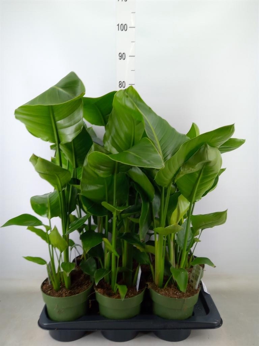 <h4>Strelitzia nicolai</h4>