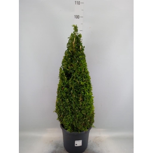 Buxus semp.   ...