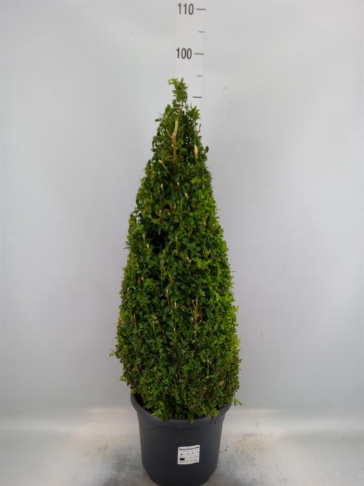 <h4>Buxus semp.   ...</h4>