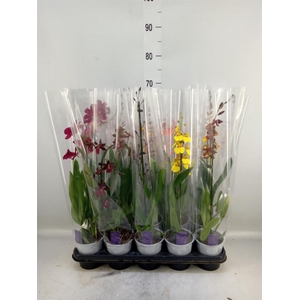 Burrageara  'Nelly Isler'