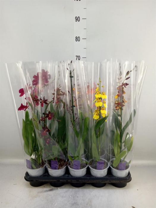 <h4>Burrageara  'Nelly Isler'</h4>