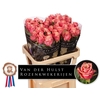 R Gr Adele Hulst