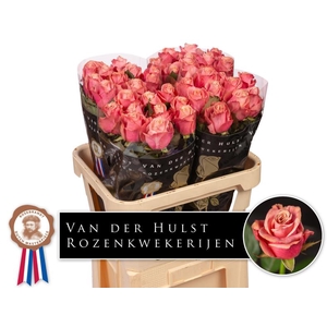 R Gr Adele Hulst