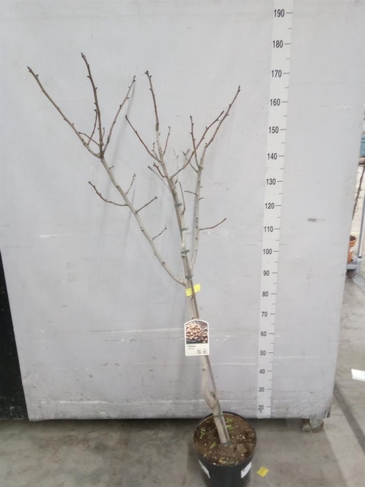 <h4>Pistia stratiotes</h4>