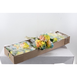 Hydr Prisma Bloom Sel Box