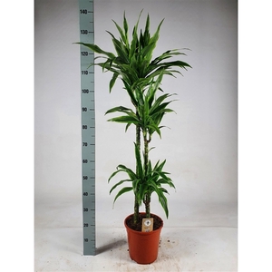 Dracaena lemon lime 'Jumbo' 90-60-30 140