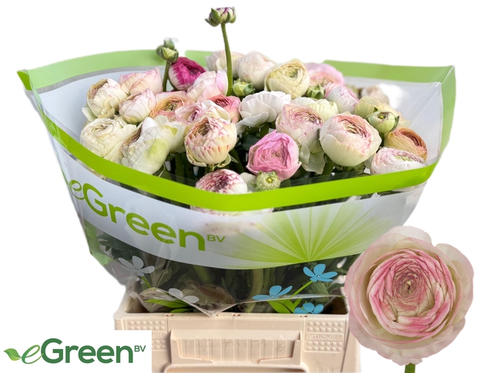 <h4>RAN AAZUR PI STRIPE</h4>