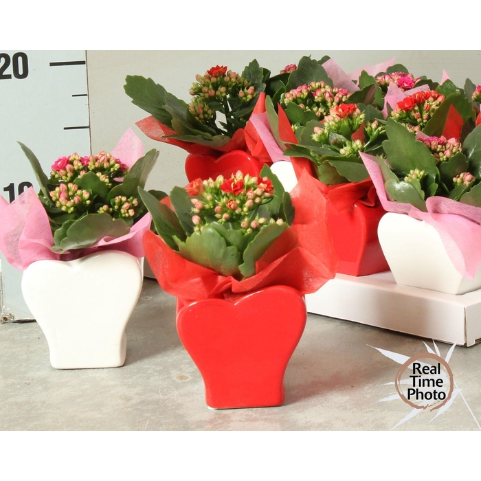 <h4>ARR KAMERPL</h4>