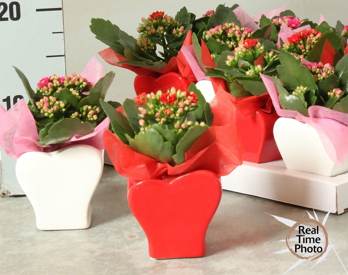 <h4>ARR KAMERPL</h4>