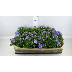 Campanula   ...