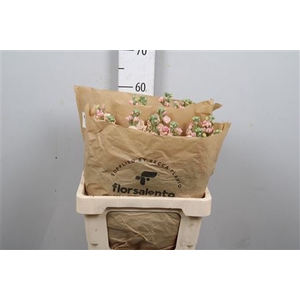 Matth Iron Apricot
