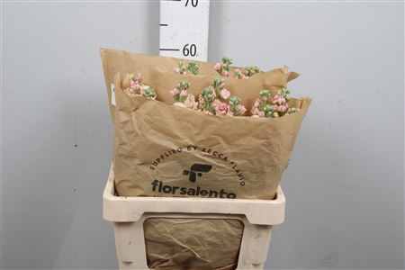 <h4>Matth Iron Apricot</h4>