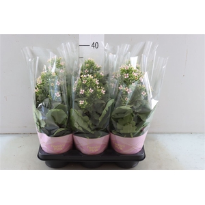 Kalanchoe Femini Pink Potcover