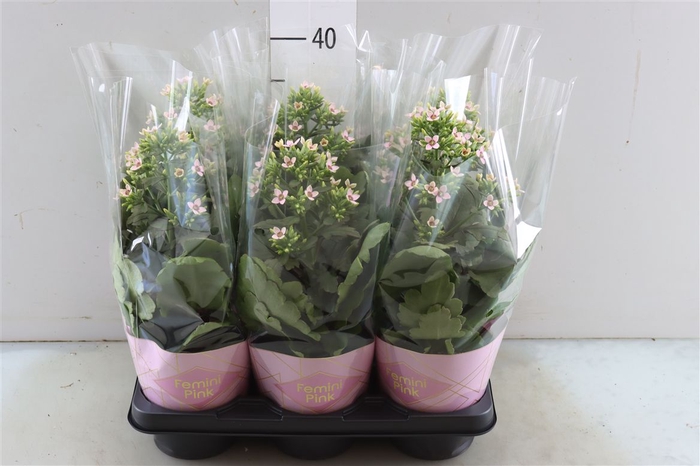 <h4>Kalanchoe Femini Pink Potcover</h4>