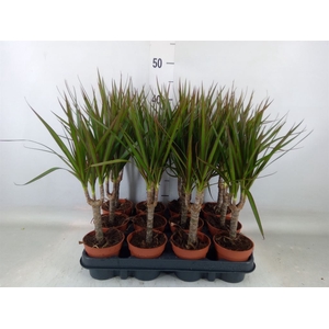 Dracaena marg.