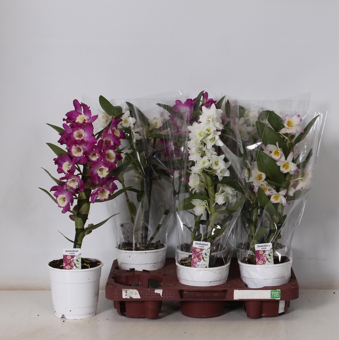 <h4>DENDR N GEM</h4>