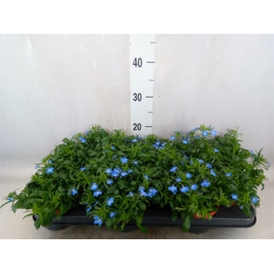 Lobelia erin. 'LagunSemTr Sky Blue'