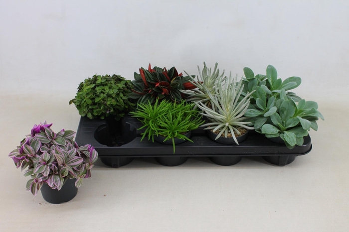 <h4>KAMERPL GEM OV</h4>