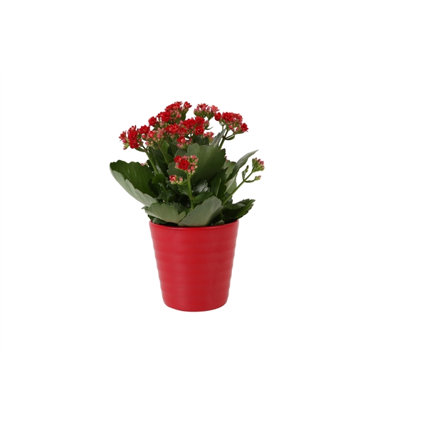 <h4>KP-809.1 RD - Kalanchoe Rosalina 12cm rood in rood keramiek</h4>