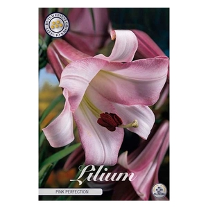 Lilium Pink Perfection x1 16/18