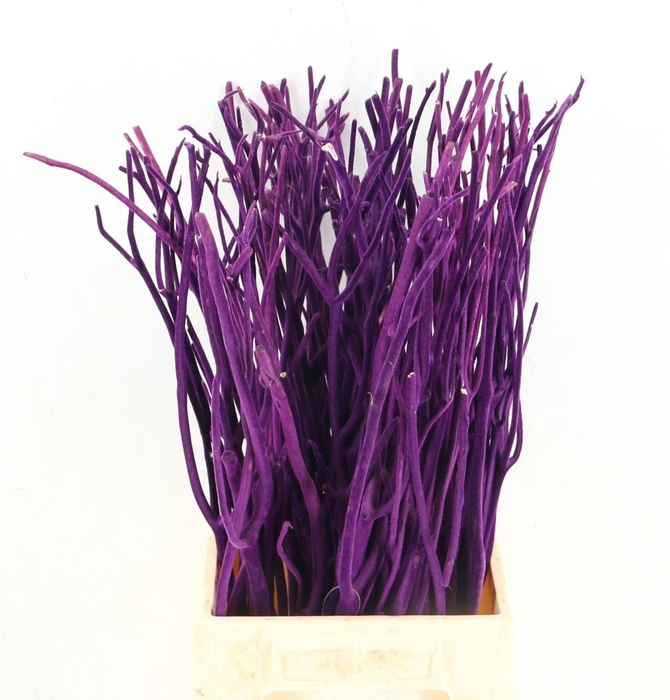 <h4>MITSUMATA H%</h4>