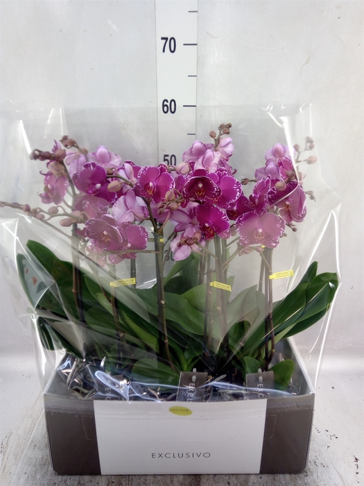 <h4>Phalaenopsis multi.   ...lilac</h4>